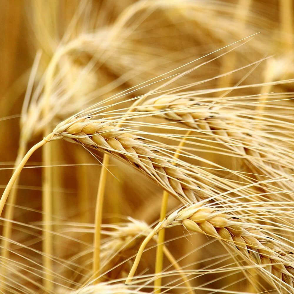 cereals-2590965_1920 (1) cereals-2590965_1920 (1)