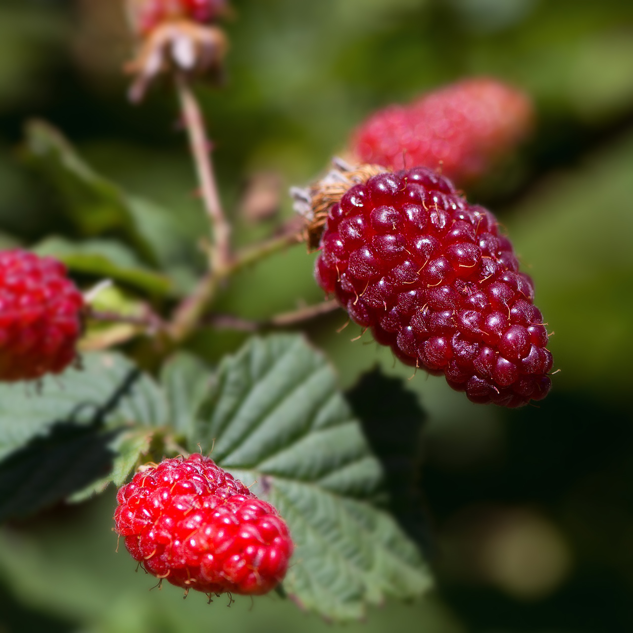 blackberries-1595463_1920 A contatto con la natura